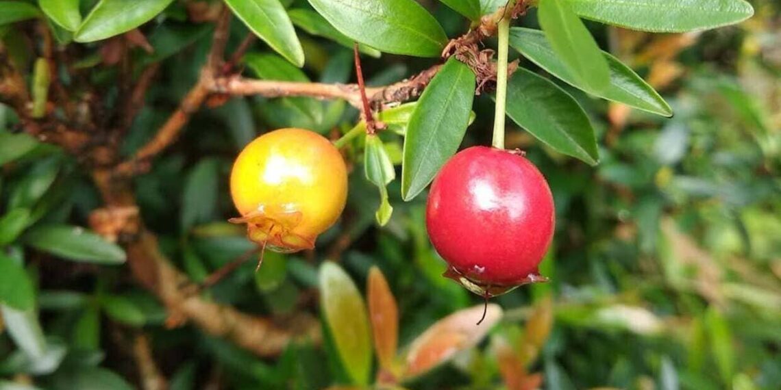 Pitanga-anã: a frutífera compacta que transforma pequenos espaços em jardins produtivos