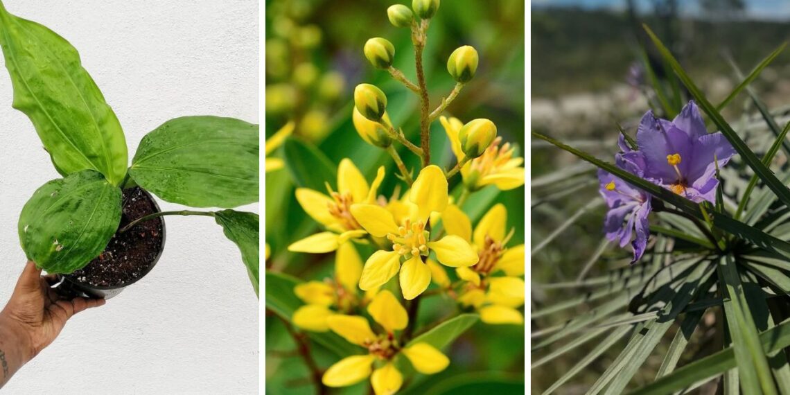 Plantas brasileiras que merecem mais destaque