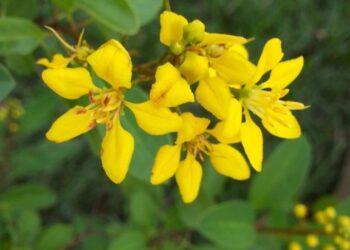 Galphimia brasiliensis: como cultivar o triális, o “mini resedá” que floresce o ano inteiro