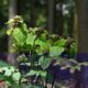 Planta japonesa engana insetos ao reproduzir o cheiro de formigas feridas
