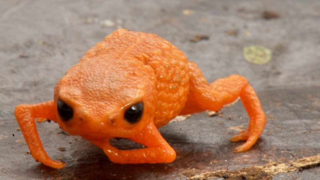 Novo sapo descrito na Serra do Quiriri expõe fragilidade de um dos últimos refúgios da Mata Atlântica