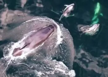 Golfinhos e baleias: imagens capturadas por drones mostram os animais nadando juntos (Brittany C. Visona-Kelly/Reprodução)