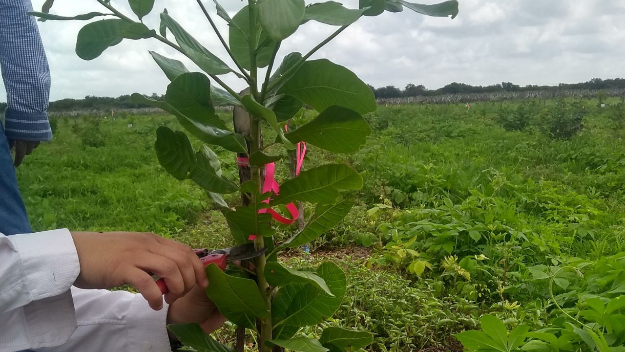 Caju do começo ao fim: o superalimento tropical que não tem parte ruim