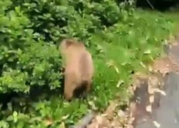 capivaraCapivara é solta na mata do Parque Barigui após ser capturada no Centro de Curitiba (COBOM)