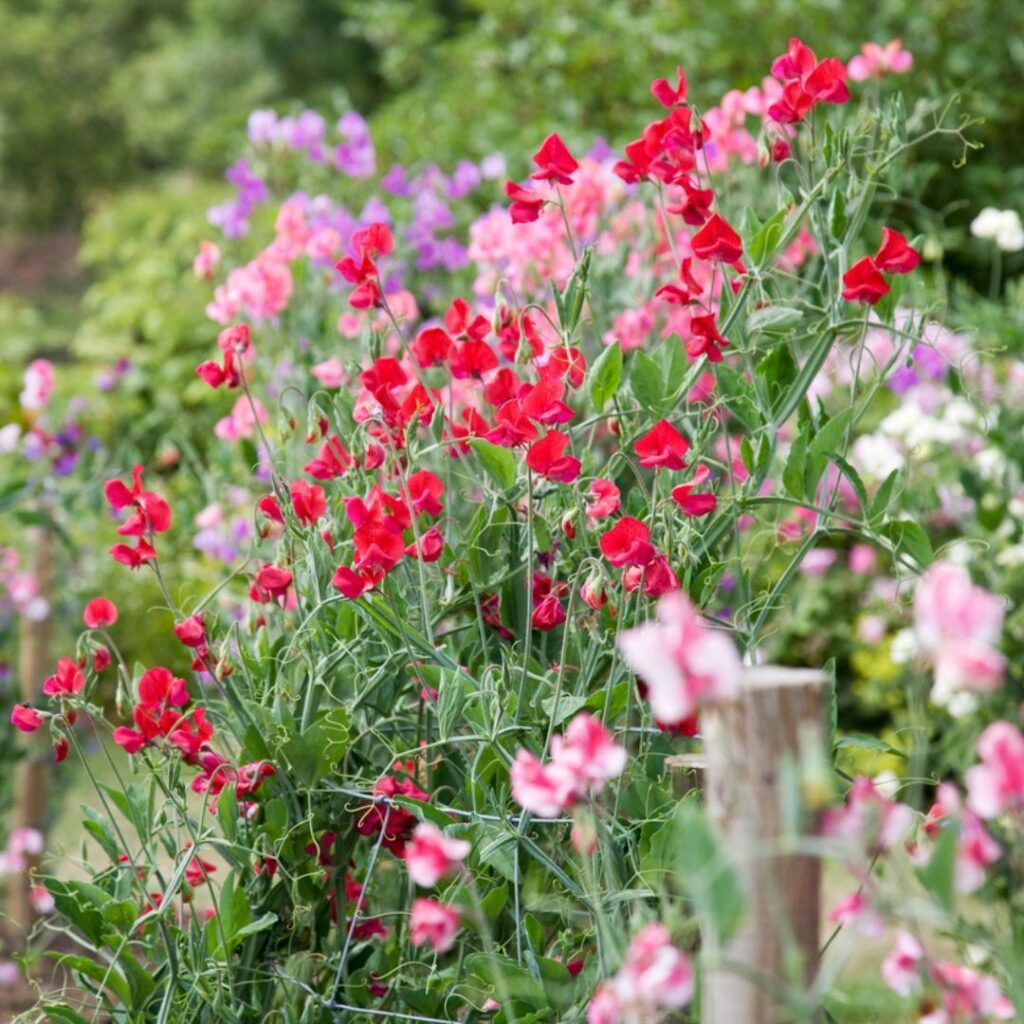 Ervilha-de-cheiro: guia completo para cultivar a flor perfumada que encanta no paisagismo