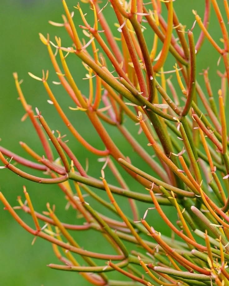 Euphorbia palito: a suculenta que transforma jardins áridos