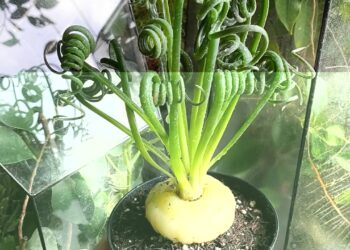 Frizzle Sizzle: a suculenta de folhas encaracoladas que encanta colecionadores