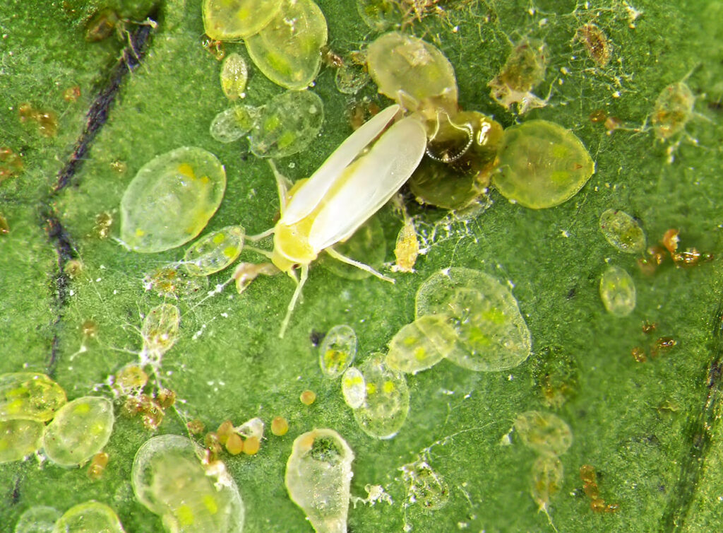 Fungos ganham espaço no combate à mosca-branca e apontam nova era no controle biológico