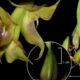 Registro Pioneiro de Orquídea Rara no Litoral Paranaense