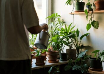 Como adaptar suas plantas ao clima quente dos apartamentos?