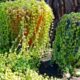 Essa planta pendente parece frágil, mas encanta jardineiros no mundo todo