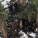 Guaxes anunciam o verão e voltam a dominar o céu de Curitiba