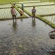 Indonésia aposta em peixes nos arrozais para controlar pragas sem agrotóxicos