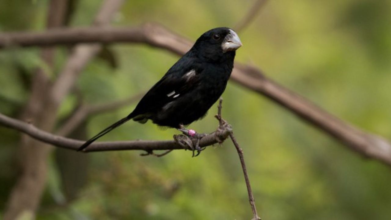 Pássaro canoro, bicudo está ameaçado de extinção no Brasil - Foto: Diego B. S. Gomes