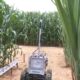 Coplacampo 2025: o robô que lê o pomar e o protetor solar que salva a fruta antes da colheita