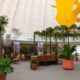 Parque Villa-Lobos ganha novo fôlego com reabertura do Orquidário Ruth Cardoso