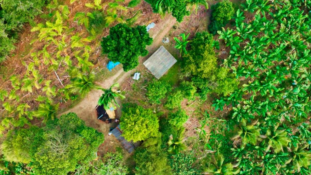 Banana irrigada de Bom Jesus da Lapa entra no mapa das Indicações Geográficas
