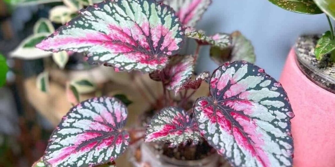 Begônia Rex: a planta que transforma qualquer canto interno em jardim vivo