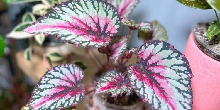 Begônia Rex: a planta que transforma qualquer canto interno em jardim vivo