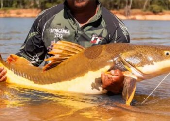 Divulgação/FishTv