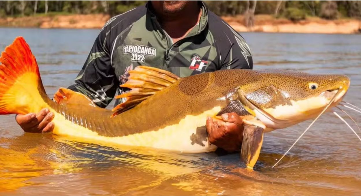 Divulgação/FishTv