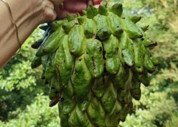 cropped-fruta-do-conde-2.jpg