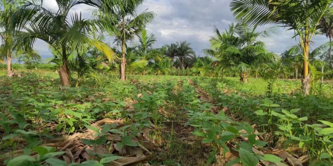 Embrapa e TIM Brasil constroem a maior aposta tecnológica da bioeconomia amazônica em 2025