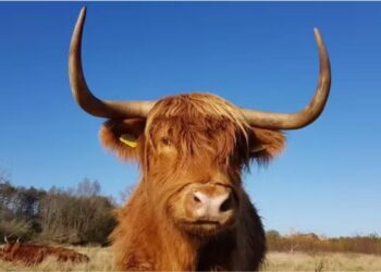 Pastoreio natural vira atração turística e Kent Wildlife Trust remove vacas de reserva após viralizarem nas redes