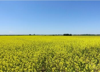 Segunda safra de canola entra na rota do combustível de aviação com potencial de reduzir emissões em 55%