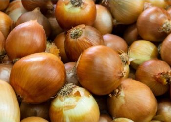 Cebola orgânica: curso gratuito da Epagri ensina do preparo do canteiro ao controle do tripes sem agrotóxico