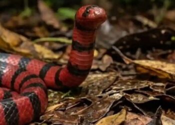 cropped-cobras-duas.jpg