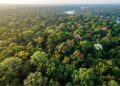 Ela cresce a mais de mil metros de altitude, floresce em lilás e só agora tem nome de cientista