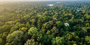 Ela cresce a mais de mil metros de altitude, floresce em lilás e só agora tem nome de cientista