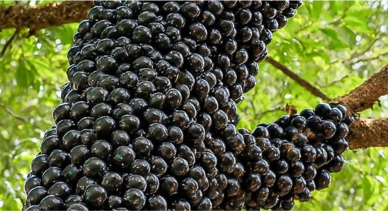 Por que a jabuticaba foge do padrão das outras frutas e cresce colada ao tronco? A ciência explica!