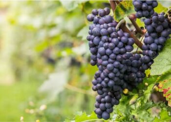 Pinot Noir medieval e moderna são geneticamente quase idênticas, aponta pesquisa com sementes antigas