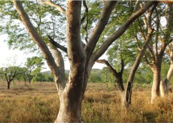 No pico da seca, uma única árvore decide se as abelhas nativas vão sobreviver ou desaparecer