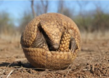A armadura viva da Caatinga que nenhum outro mamífero brasileiro tem
