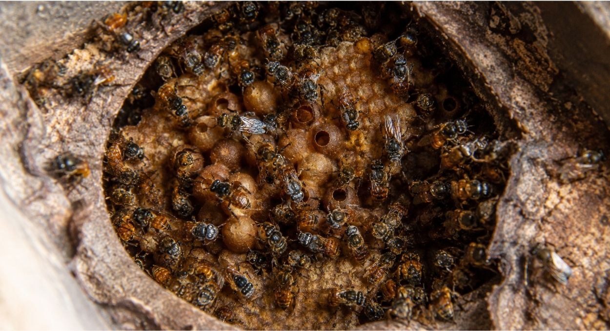 Nem frio nem calor: como a mandaçaia controla a temperatura da colmeia com engenharia coletiva