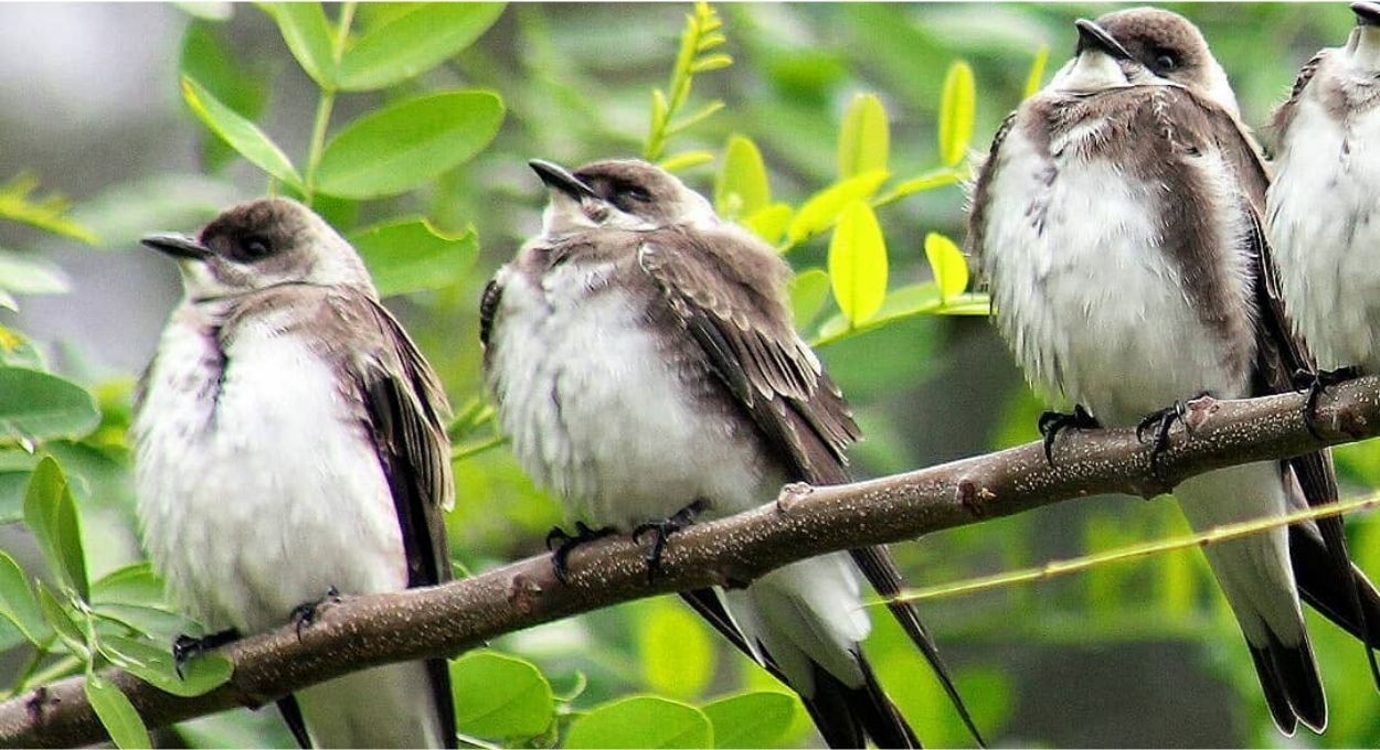 Foto: aves_de_esquina