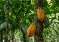 32% a mais de cacau sem aumentar defensivos: a descoberta que pode mudar o cultivo na Amazônia