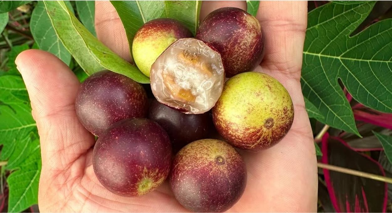 O Brasil tem a fruta com mais vitamina C do mundo e exporta quase nada dela