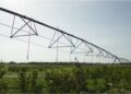 A planta amazônica que aprendeu a sobreviver no semiárido e virou insumo para a indústria farmacêutica de 80 países
