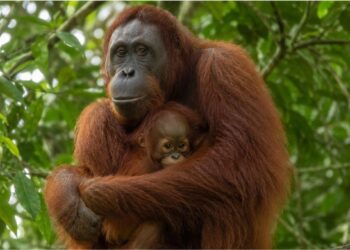 O estudo que descobriu quanto tempo uma mãe orangotango amamenta o filhote e o que esse dado revela sobre a extinção da espécie