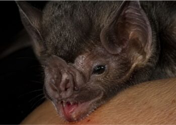 O sensor no nariz do morcego-vampiro que pesquisadores transformaram em pesquisa contra trombose