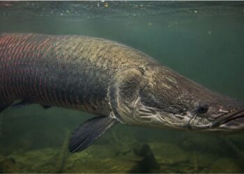 O peixe da Amazônia cuja escama não quebra e o que isso tem a ver com o futuro dos coletes à prova de bala
