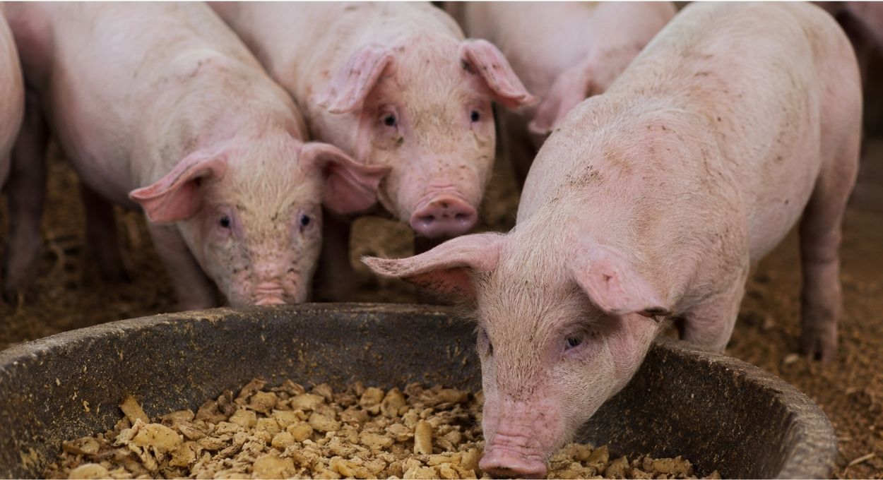 O que sobra na lavoura de mandioca pode alimentar seus suínos e reduzir custos com ração