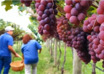 (Foto: Uvas Fontana Maciel/Divulgação)