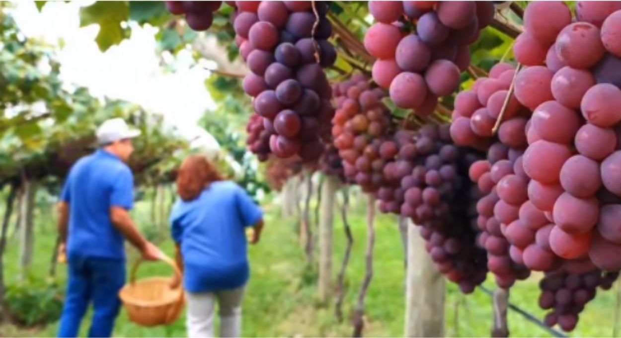 (Foto: Uvas Fontana Maciel/Divulgação)