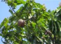 Imagem: Leonardo Bergamini/iNaturalist