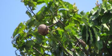 Imagem: Leonardo Bergamini/iNaturalist